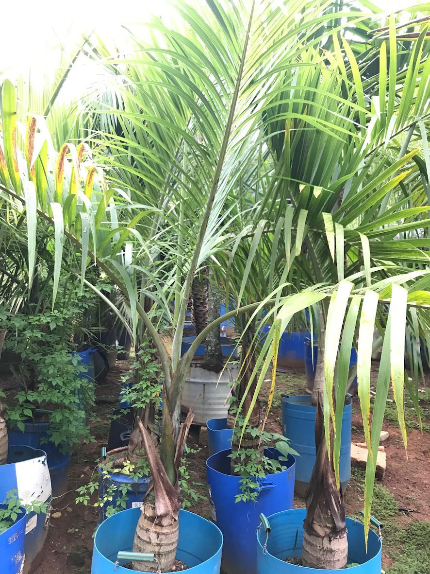 Comprar palmeira leque brilhante online