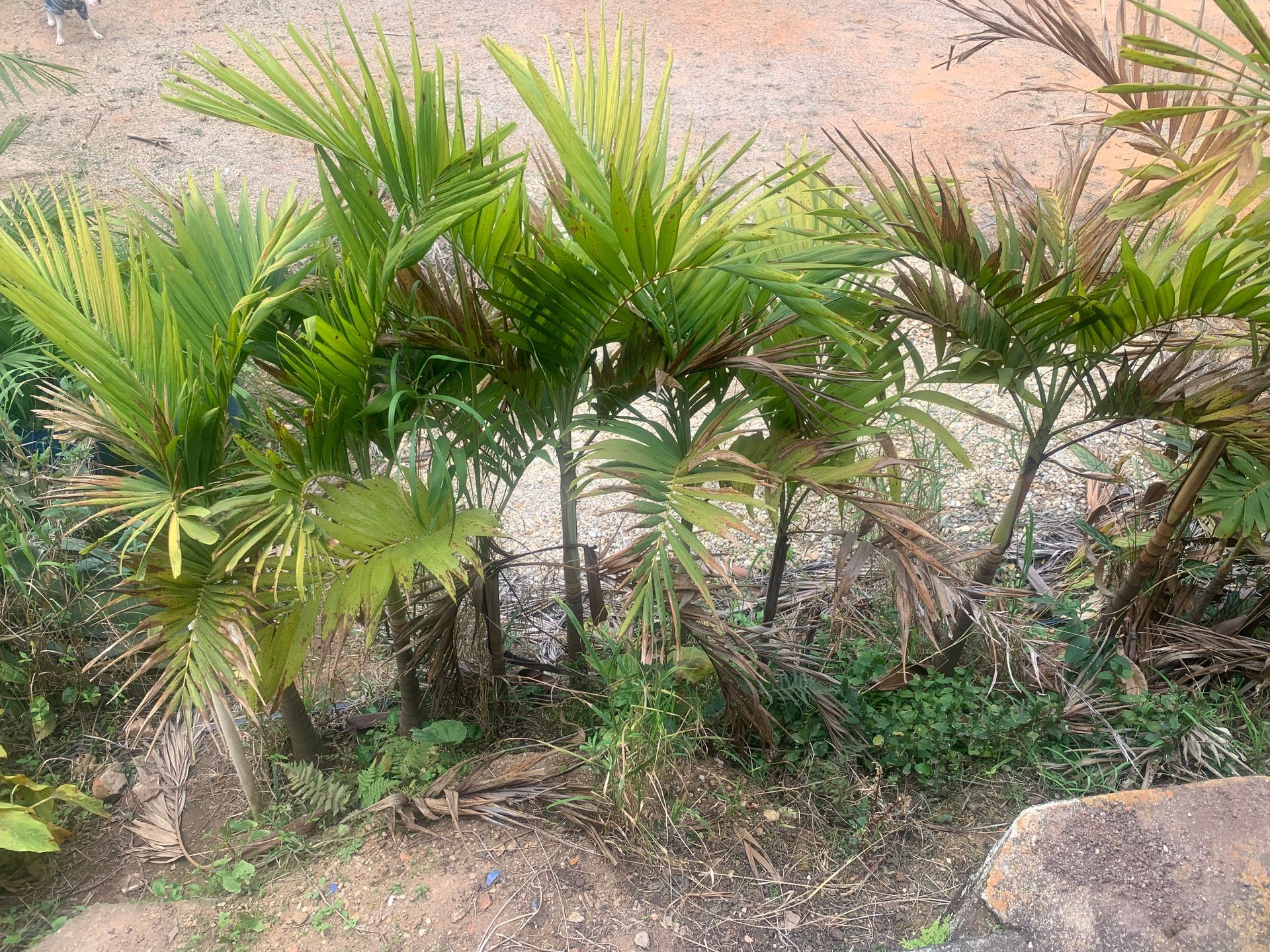 Comprar palmeira manila  