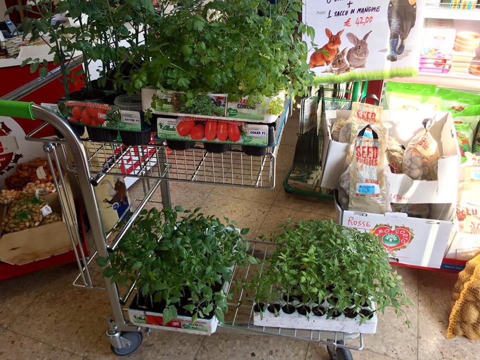 selezione di piante in vendita