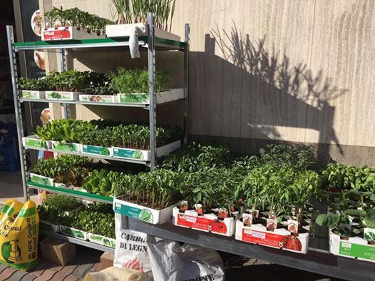 piantine in esposizione