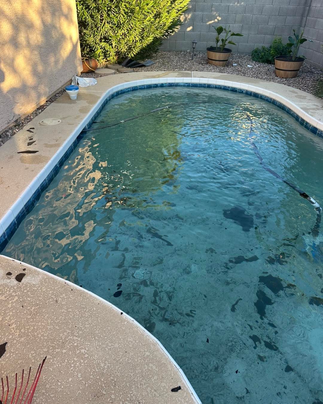 A backyard swimming pool filled with murky, discolored water and debris, surrounded by a concrete deck and shrubbery.