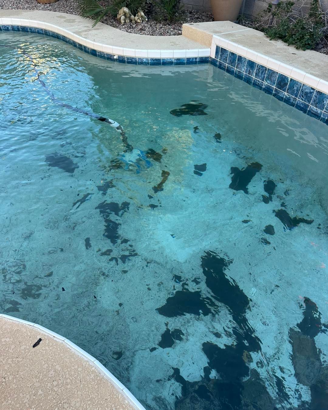 A swimming pool with murky, blue water and large patches of dark algae debris settling on the light-colored pool floor.