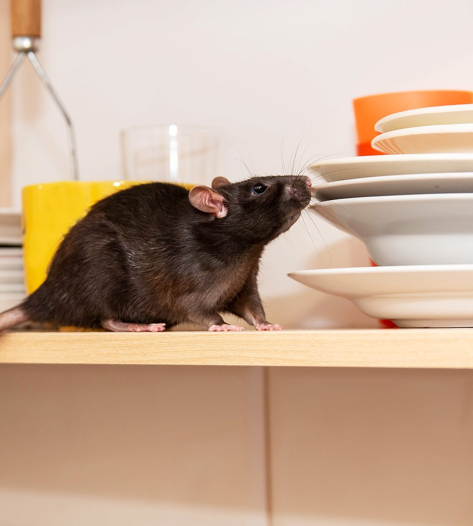 Rat in Kitchen