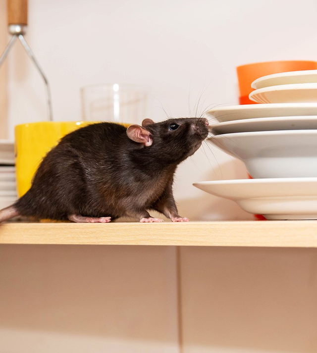 Vegas Rodent Control: The Most Effective Traps for Rats - Dr