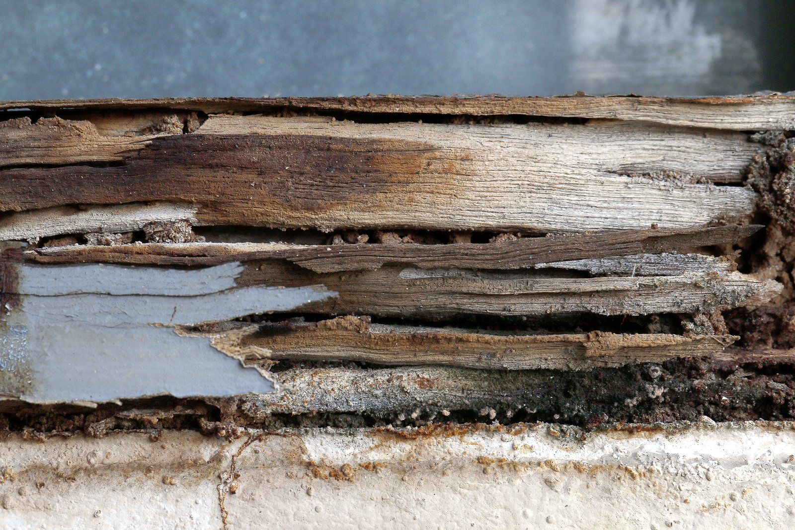 Termites in Wood