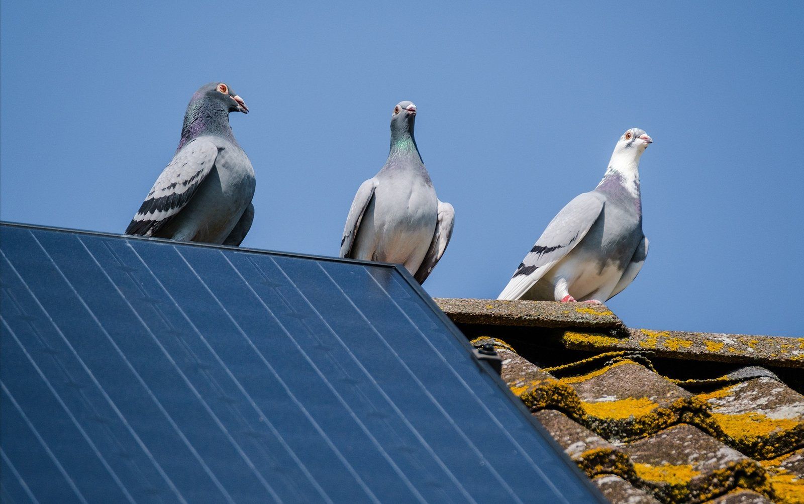 Pigeons on Roof