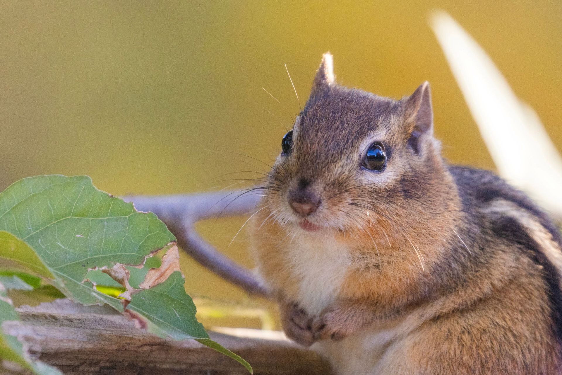 Chipmunk with puffed cheeks, holding paws, looking intently. Brown and tan fur, black stripes, outdoor setting.