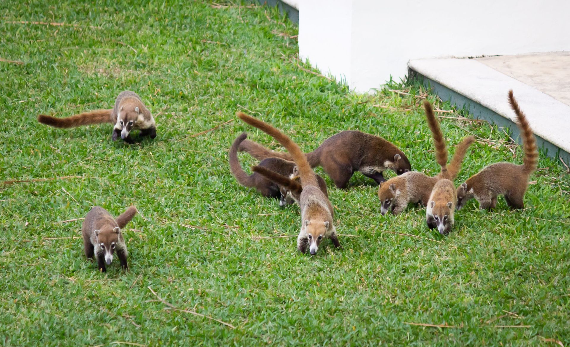 A group of coatis with long ringed tails foraging on green grass.