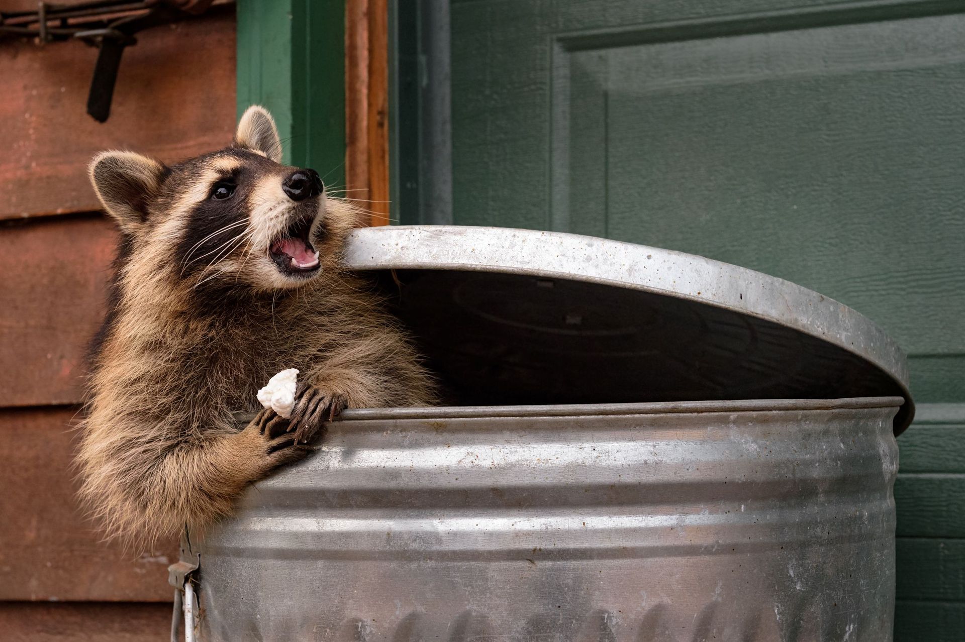 Raccoon in a metal trash can, holding food and looking up with open mouth.
