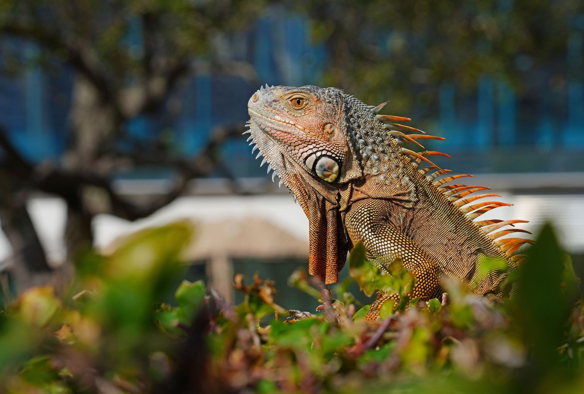 Iguana with orange and brown scales peering from green foliage.