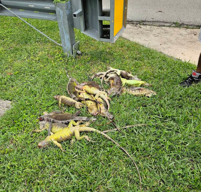 Pile of green iguanas on grass next to a metallic structure; one is yellow, another has a long tail.
