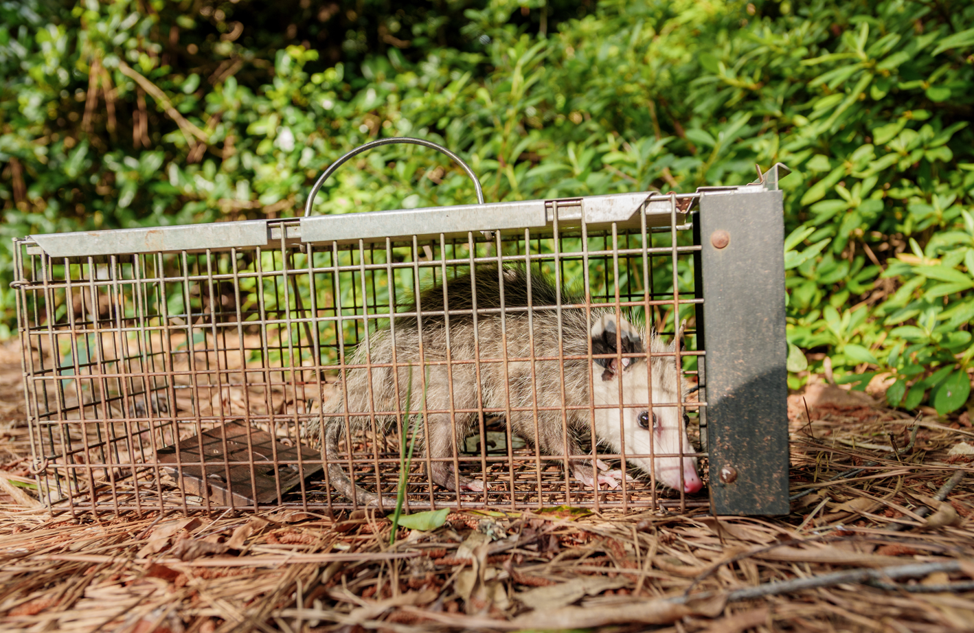 Opossum trapped inside a metal cage on the forest floor.