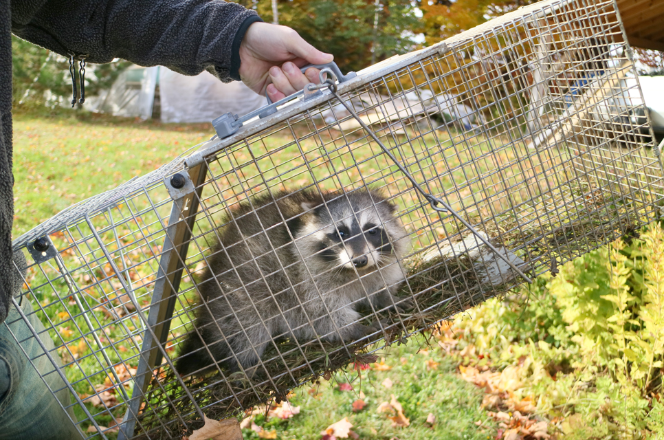 Raccoon trapped inside a wire cage held by a person outdoors in a grassy area.