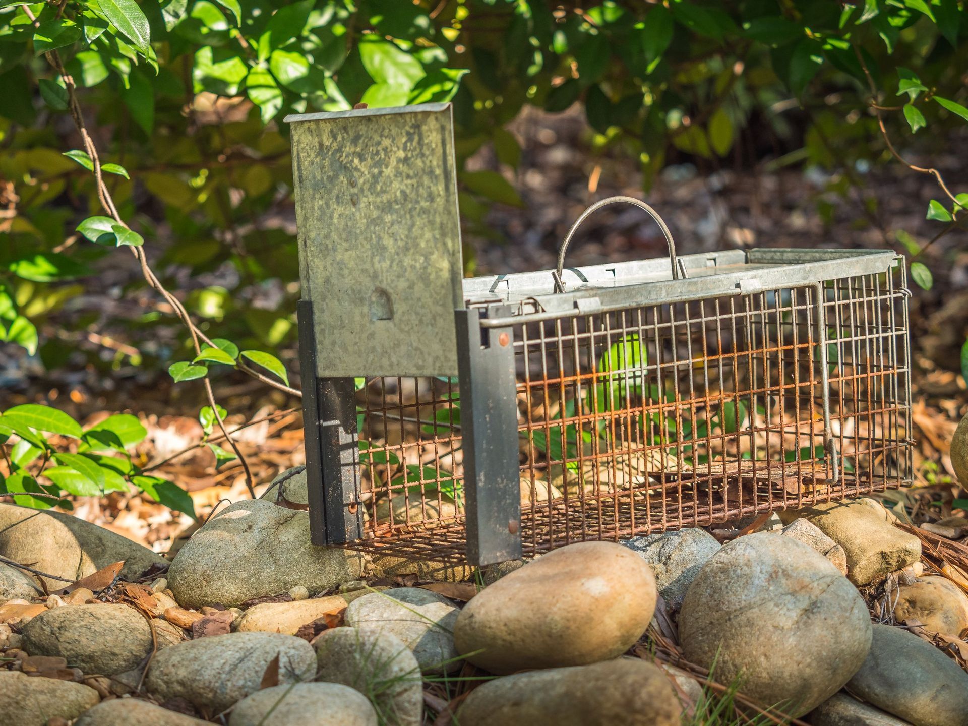 Cage-style animal trap with open door on a stone border, surrounded by greenery.