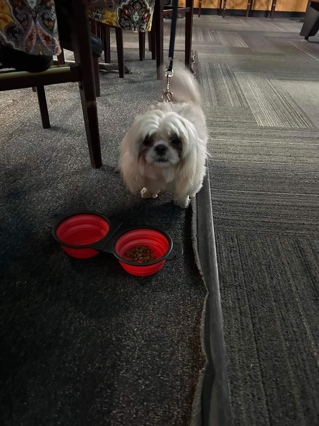 A small white dog is standing next to two red bowls of dog food.