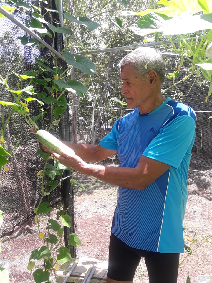 A man holds a long, light green gourd in a garden. He wears a blue shirt, stands near a trellis with climbing vines.