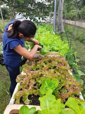 A young person harvests lettuce from a raised garden bed outdoors.
