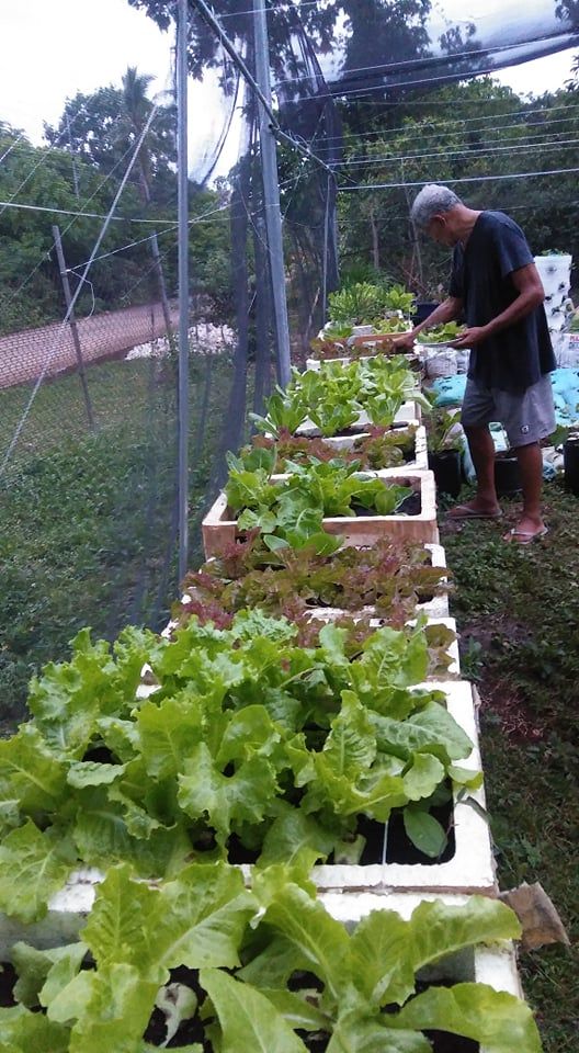 A man tending a row of lettuce plants in white containers within a fenced garden area.