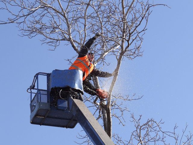 Tree Removal Ipswich