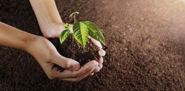 Tree Pruning Ipswich