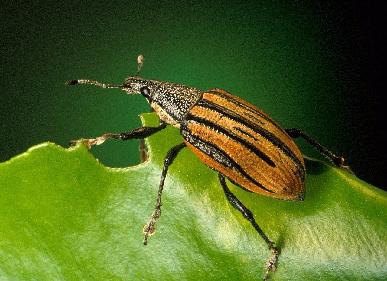 elm leaf beetle melbourne