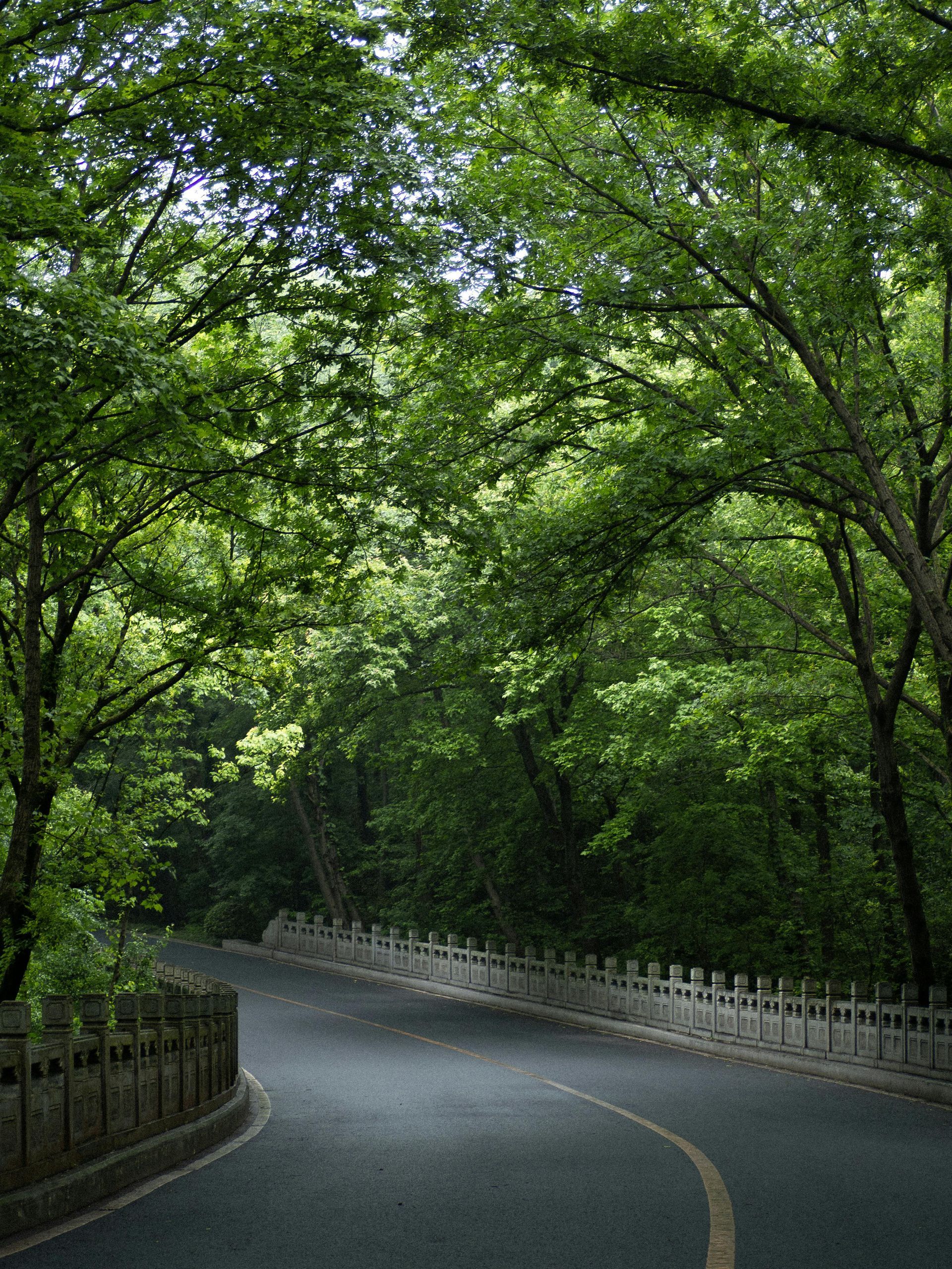 A road going through a forest with trees on both sides