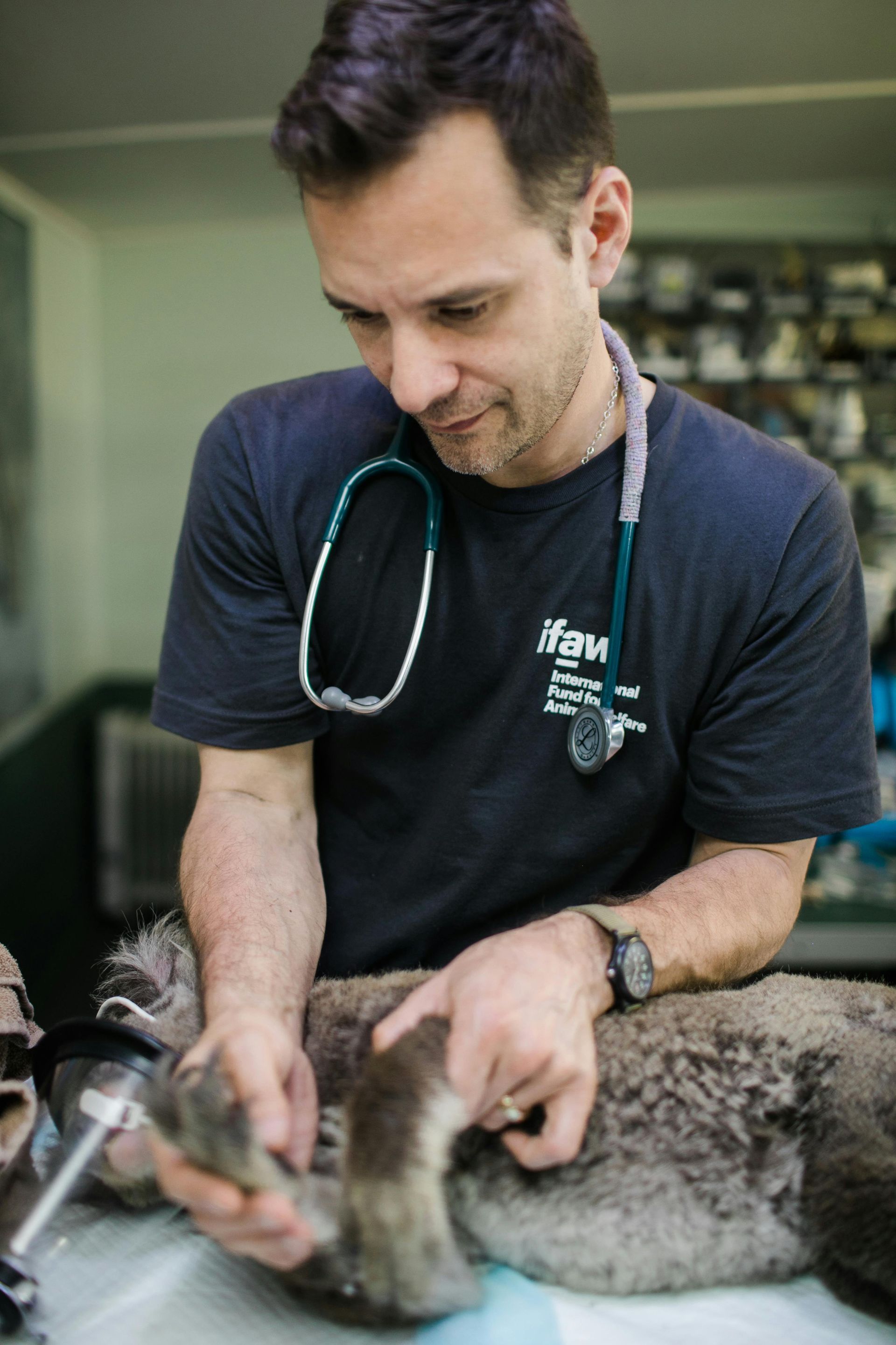 A man with a stethoscope around his neck is examining a dog.