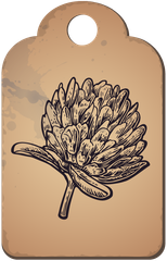 Illustration of an alfalfa flower on an aged piece of paper