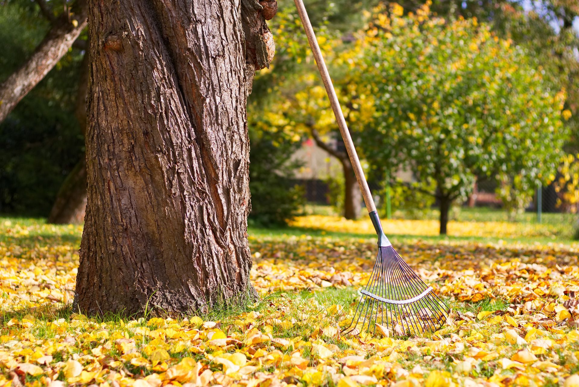 Rake leaning against a tree trunk in a yard covered in fallen yellow leaves on a sunny day.