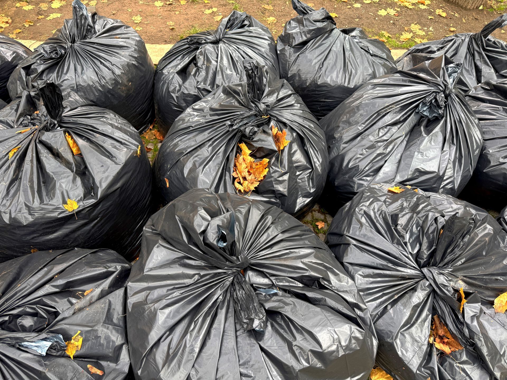 Black trash bags filled with fallen leaves are gathered on the ground.