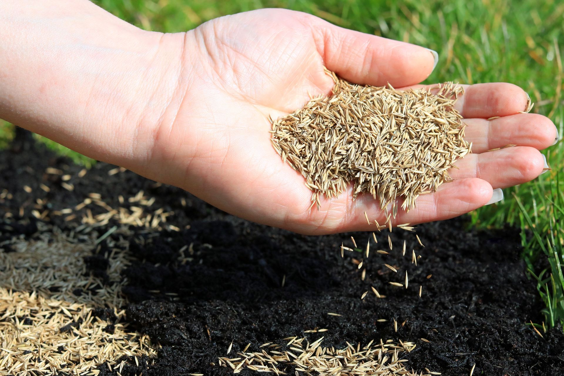 Hand scattering grass seeds onto dark soil.