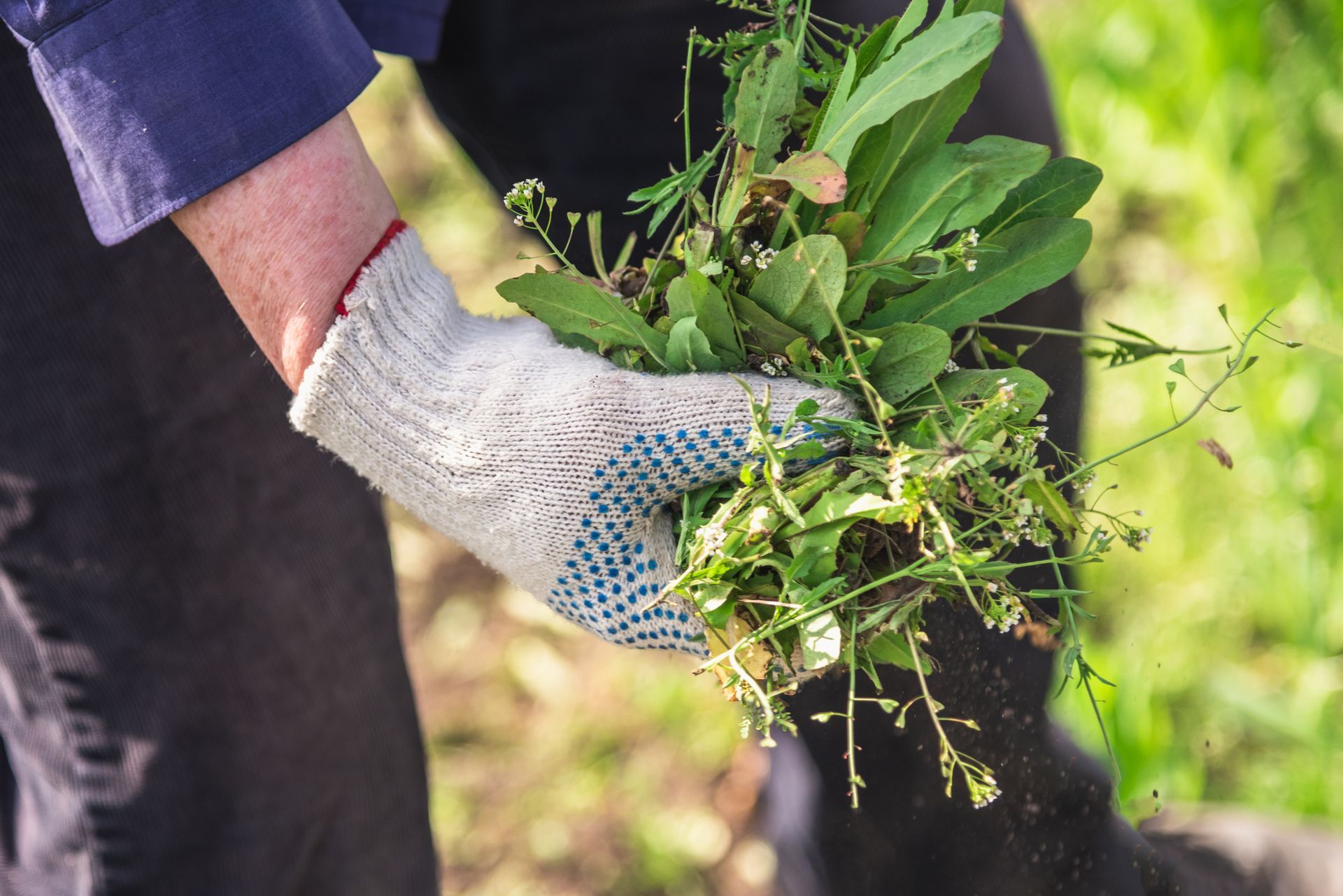 Person wearing a work glove holds a handful of weeds outdoors.