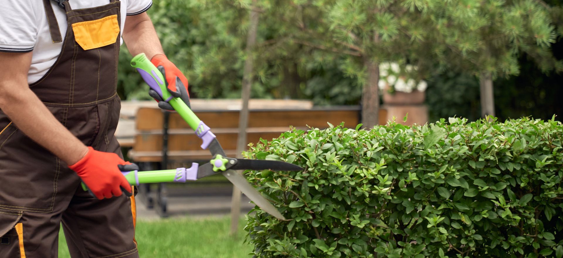 Person trims a green hedge with long-handled shears; they wear overalls and red gloves.