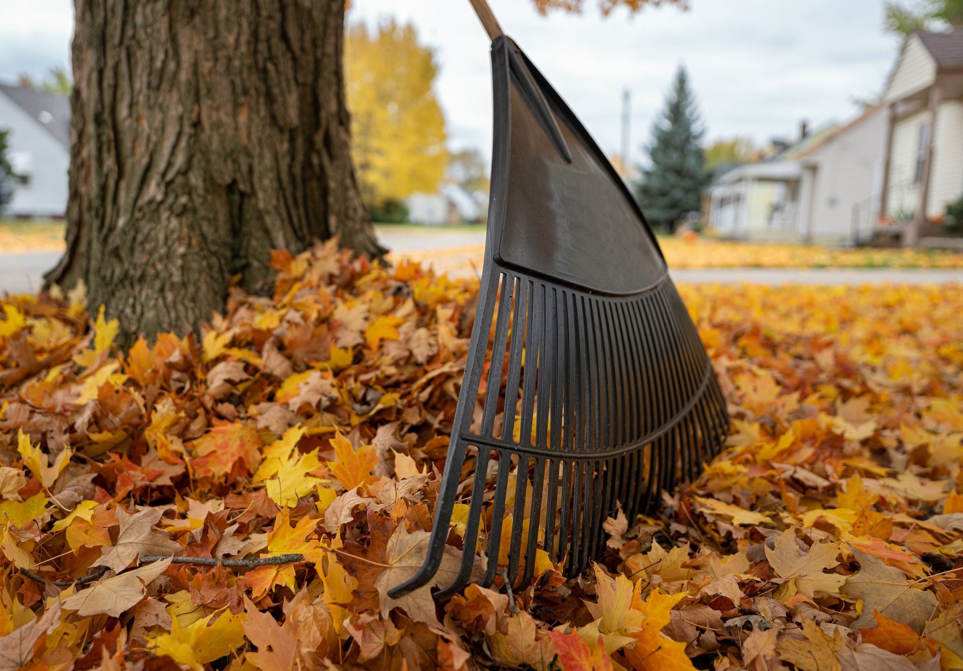 A black rake leans against a tree surrounded by fallen autumn leaves.