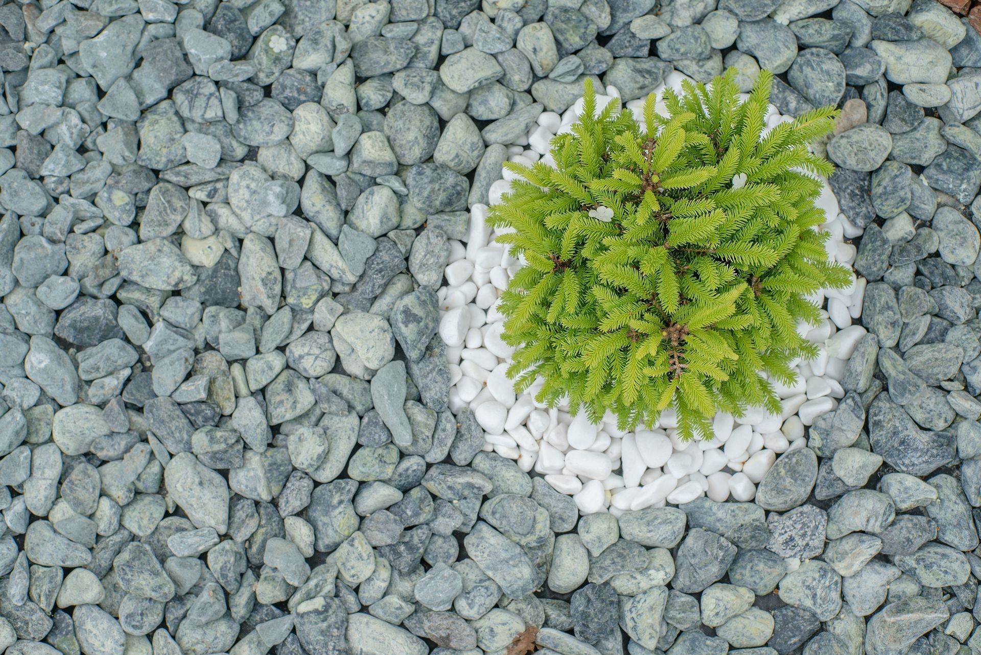 Green plant surrounded by white and gray stones in a garden bed.