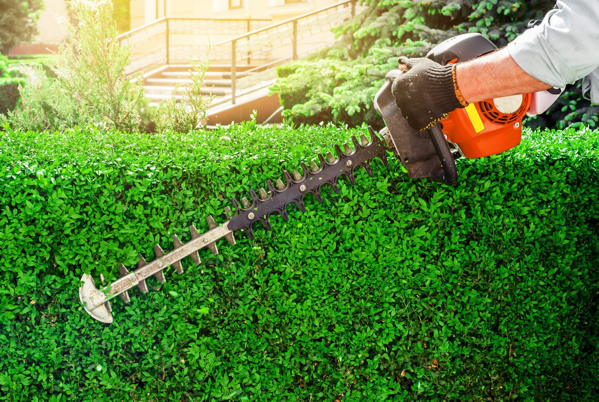 Person using hedge trimmer on a green hedge in a sunny yard.