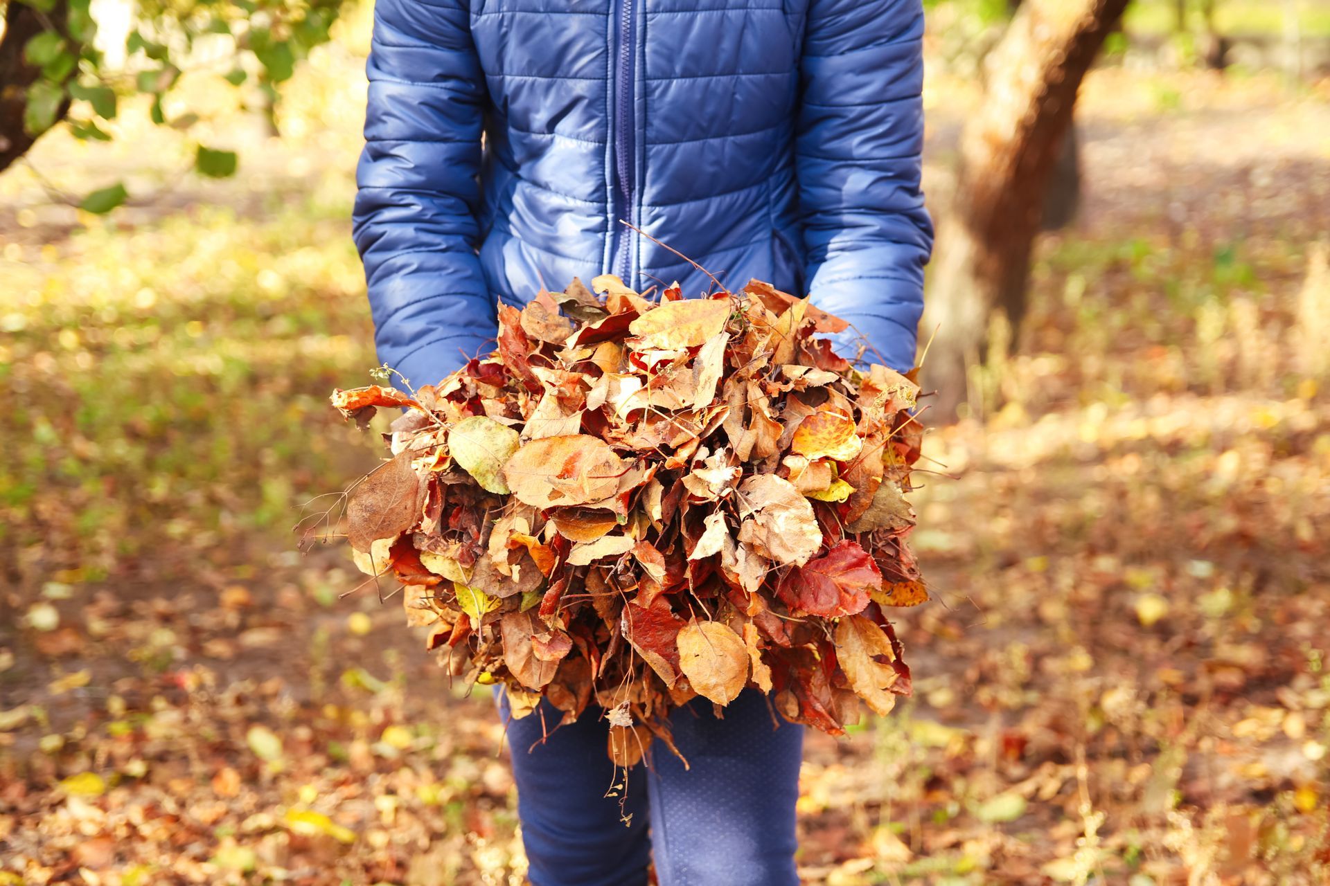 Person in blue jacket holding a large pile of colorful fallen leaves outdoors.