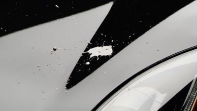 Valor Paint Protection Film near me