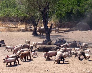 gruppo di maiali