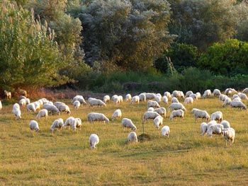 pecore al pascolo