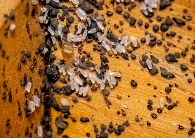 Picture of Bed Bug Eggs