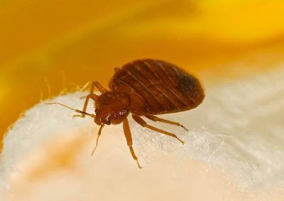Picture of Bed Bug