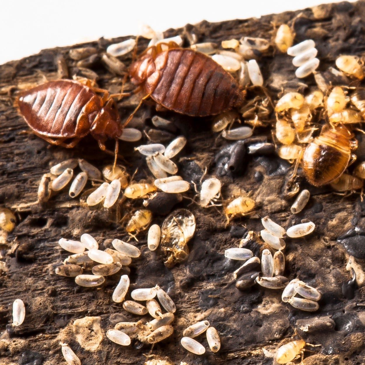 Bed Bug Pest Library
