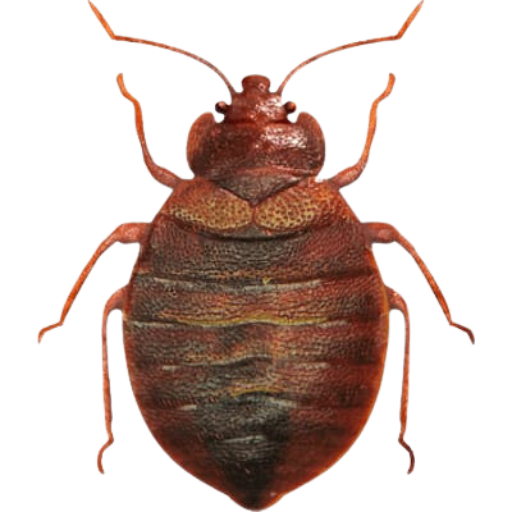 Close-up of a bed bug isolated on white background for bed bug control and bed bug treatment awareness
