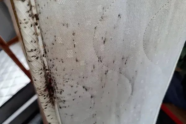 Pictures of bed bugs on a mattress 
