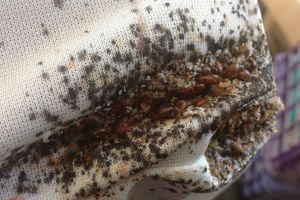 Pictures of bed bugs on a mattress 