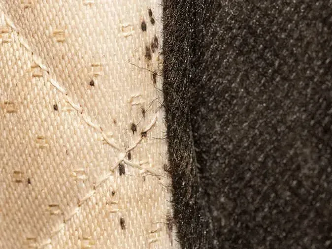 Pictures of bed bugs on a matress