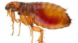 A close up of a flea on a white background.