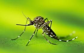 A mosquito is sitting on a green leaf.