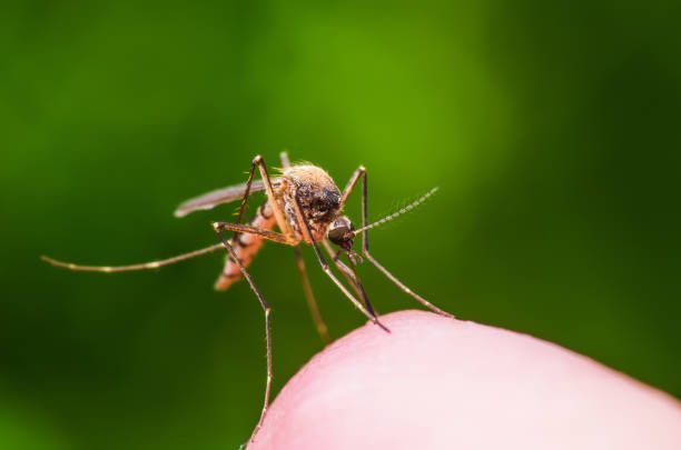 A mosquito is sitting on a person 's finger.